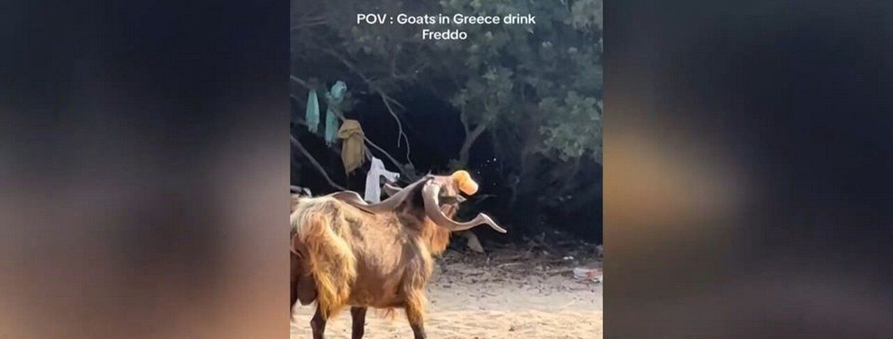 Τράγος έγινε viral κλέβοντας έναν… freddo espresso από παραλία (VIDEO)