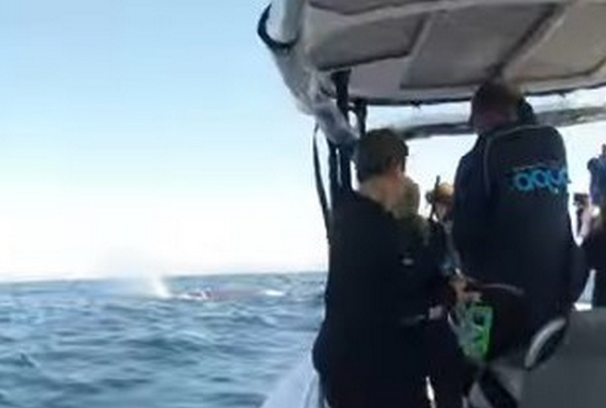 H τρομακτική στιγμή όπου φάλαινα πέταξε στον αέρα κολυμβητή (VIDEO)