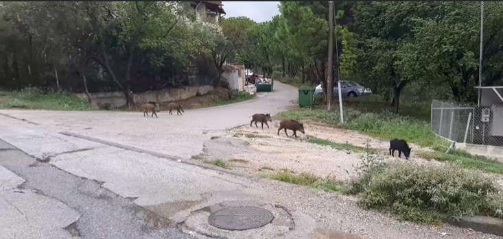 Ωραιόκαστρο: «Επέστρεψαν και κόβουν βόλτες» τα αγριογούρουνα (VIDEO)