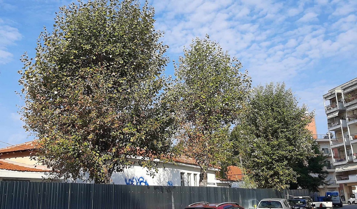 Πρώην Στάβλοι Παπάφη: Διαμαρτυρία για την κοπή 29 δέντρων