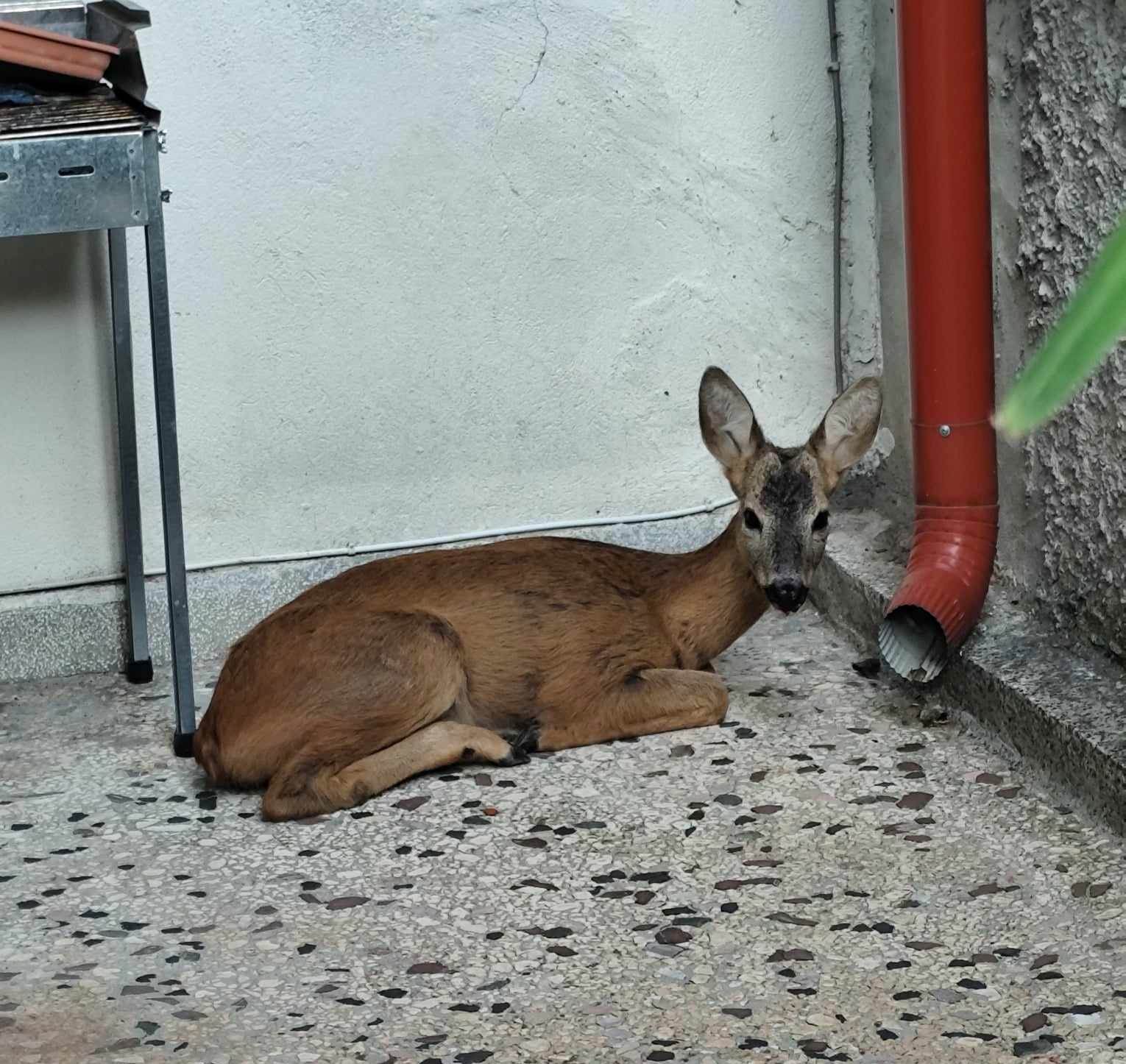 Ζαρκάδι βρέθηκε μέσα στην πόλη της Νάουσας