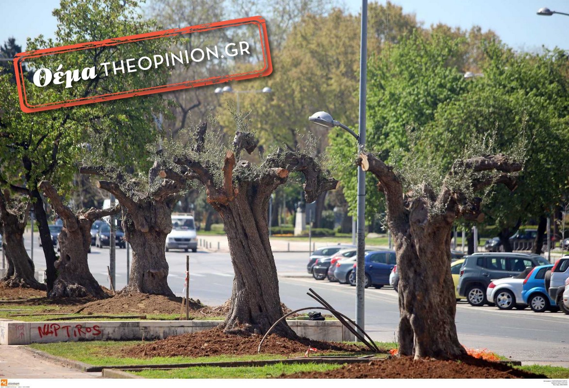 Βιολογικό λάδι made by δήμος Θεσσαλονίκης – Η ιδέα και τα επόμενα βήματα