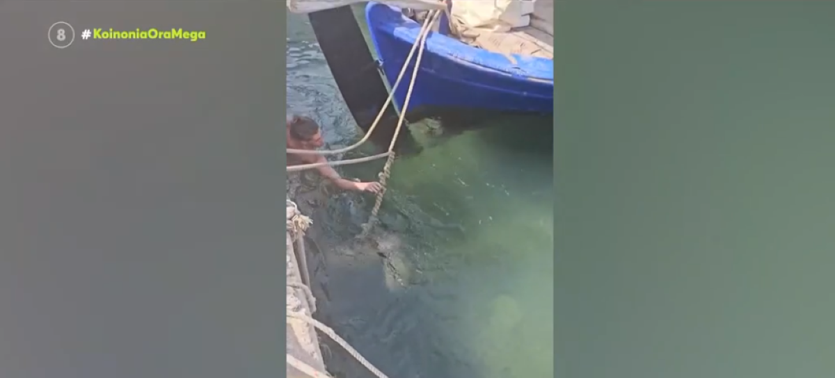 Χελώνα διέκοψε γυρίσματα ερωτικής ταινίας – Δάγκωσε πορνοστάρ στα οπίσθια (VIDEO)