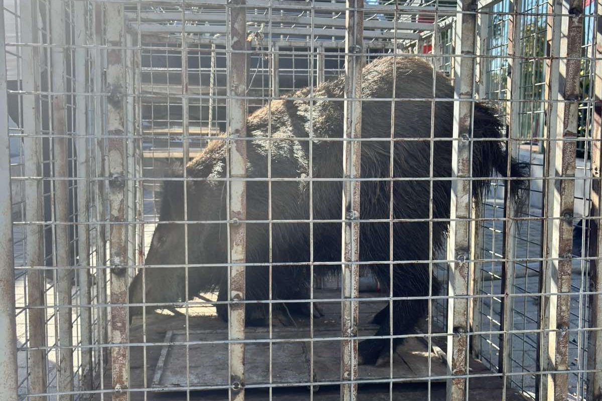 Δανιηλίδης για αγριογούρουνα: «Έλεος! Πρέπει πρώτα να θρηνήσουμε θύματα όπως έγινε στα Τέμπη;»