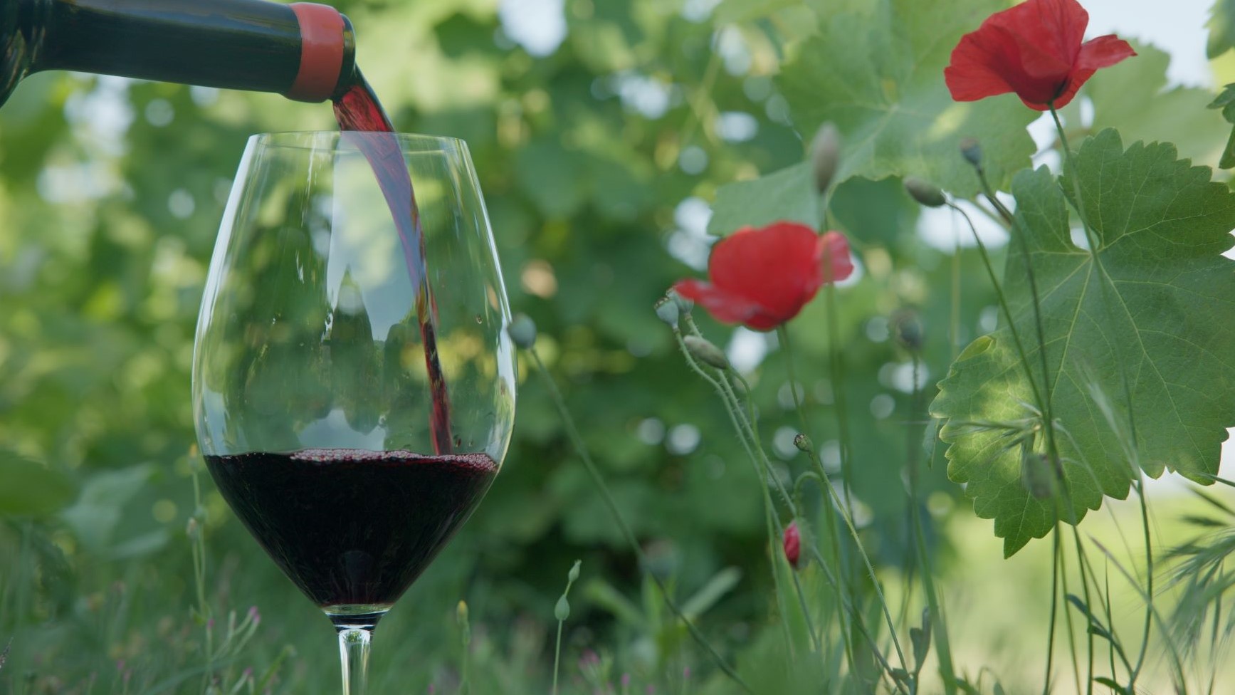 «Οίνος»: Το «ταξίδι» στην οινική κληρονομιά της Ελλάδας μέσω του COSMOTE TV (VIDEO)