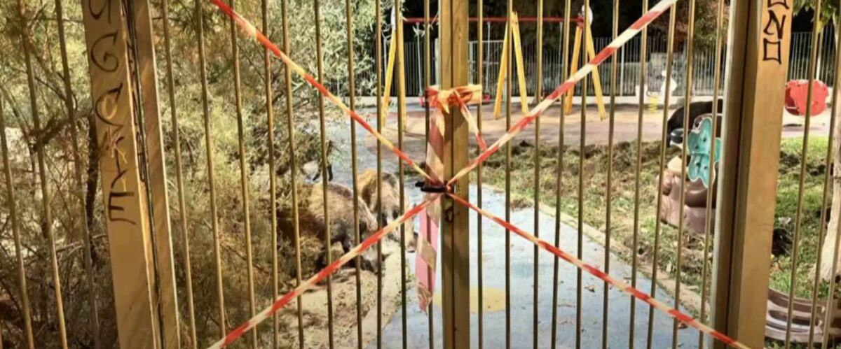 Αγριογούρουνα εμφανίστηκαν σε παιδική χαρά στα Πεύκα Θεσσαλονίκης (VIDEO)