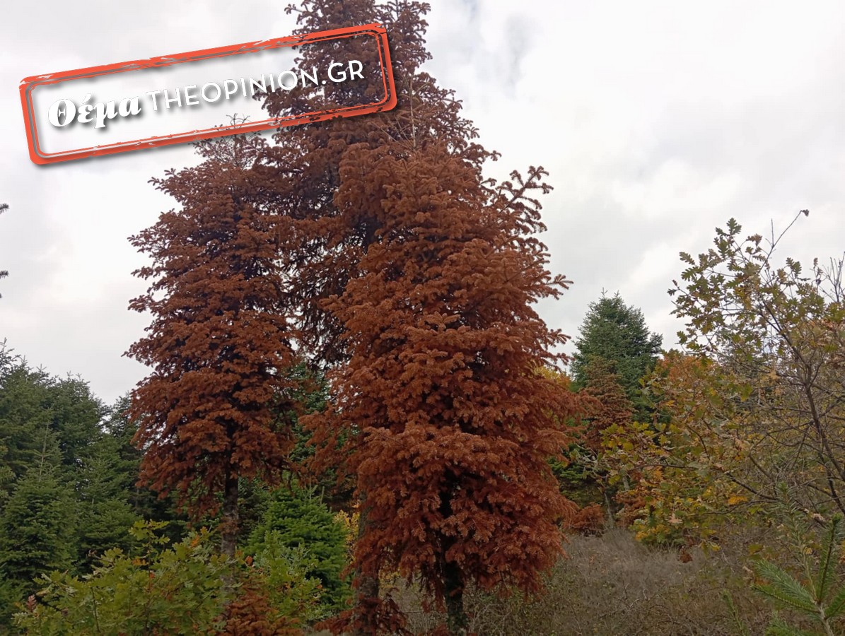 Ξεραίνονται έλατα στον Ταξιάρχη λόγω της ανομβρίας – Aποκαλυπτικές εικόνες στο TheOpinion