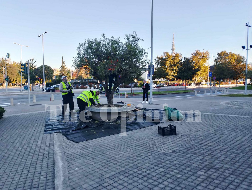 Μετά το δικό του κρασί, ο δήμος Θεσσαλονίκης θα παράγει και… λάδι! (ΦΩΤΟ-VIDEO)