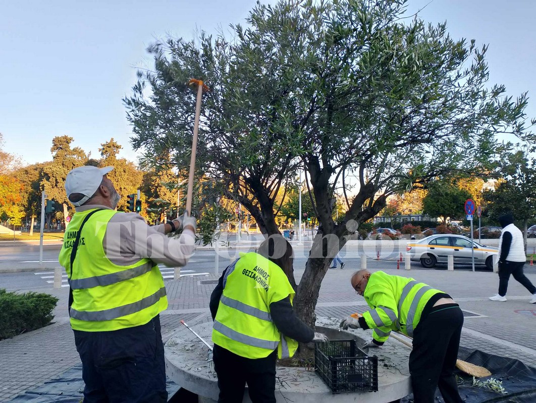 Μετά το δικό του κρασί, ο δήμος Θεσσαλονίκης θα παράγει και… λάδι! (ΦΩΤΟ-VIDEO)