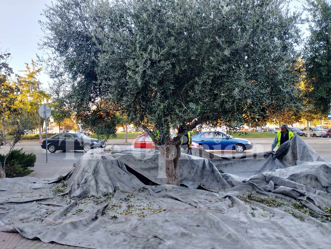 Μετά το δικό του κρασί, ο δήμος Θεσσαλονίκης θα παράγει και… λάδι! (ΦΩΤΟ-VIDEO)