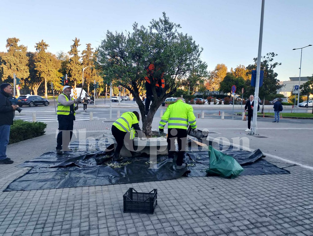 Μετά το δικό του κρασί, ο δήμος Θεσσαλονίκης θα παράγει και… λάδι! (ΦΩΤΟ-VIDEO)