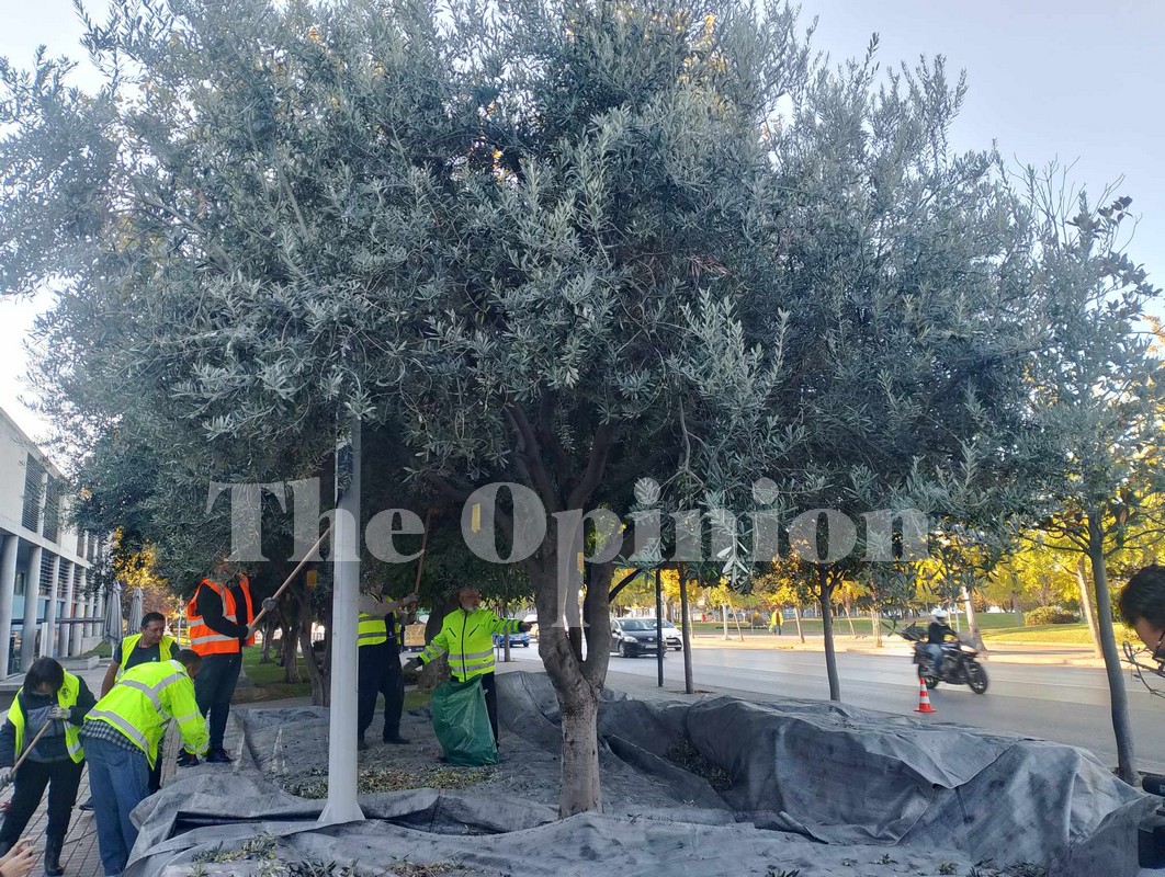 Μετά το δικό του κρασί, ο δήμος Θεσσαλονίκης θα παράγει και… λάδι! (ΦΩΤΟ-VIDEO)