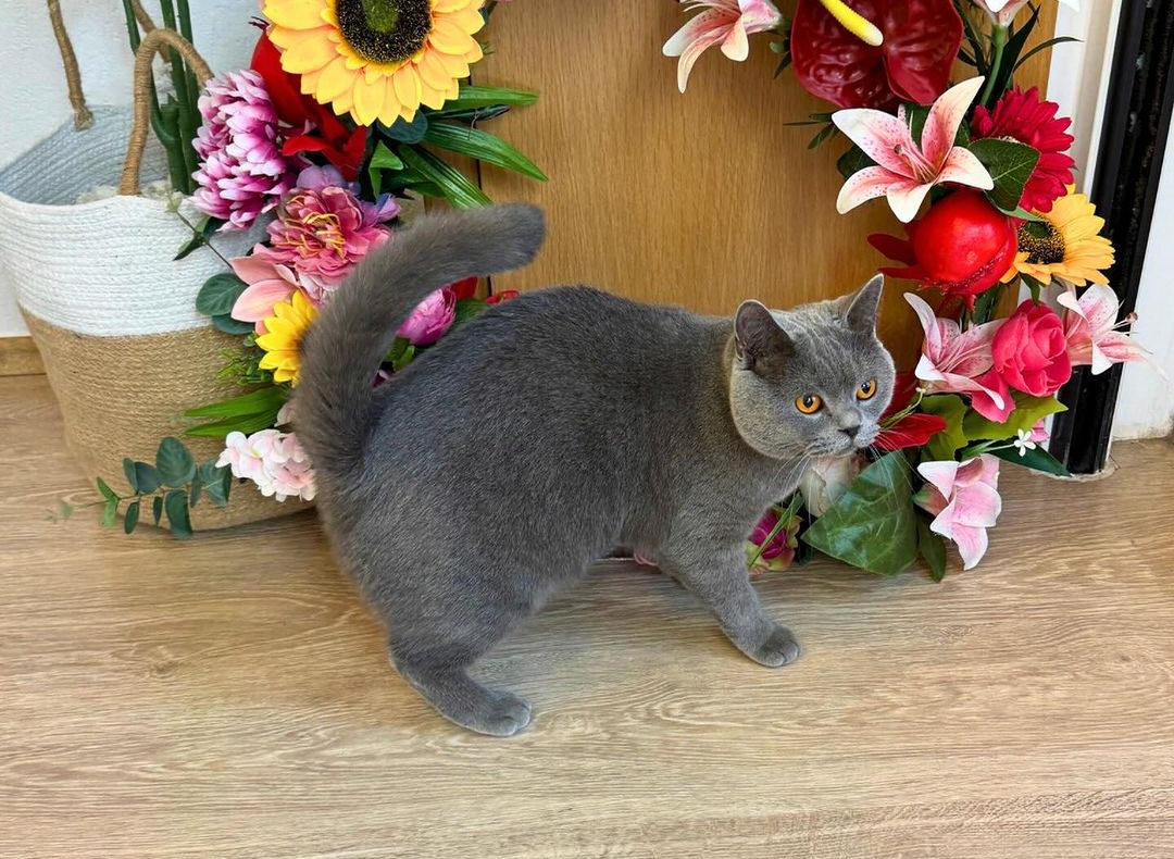 Ένας γάτος – influencer από τη Θεσσαλονίκη με εκατομμύρια προβολές στο TikTok