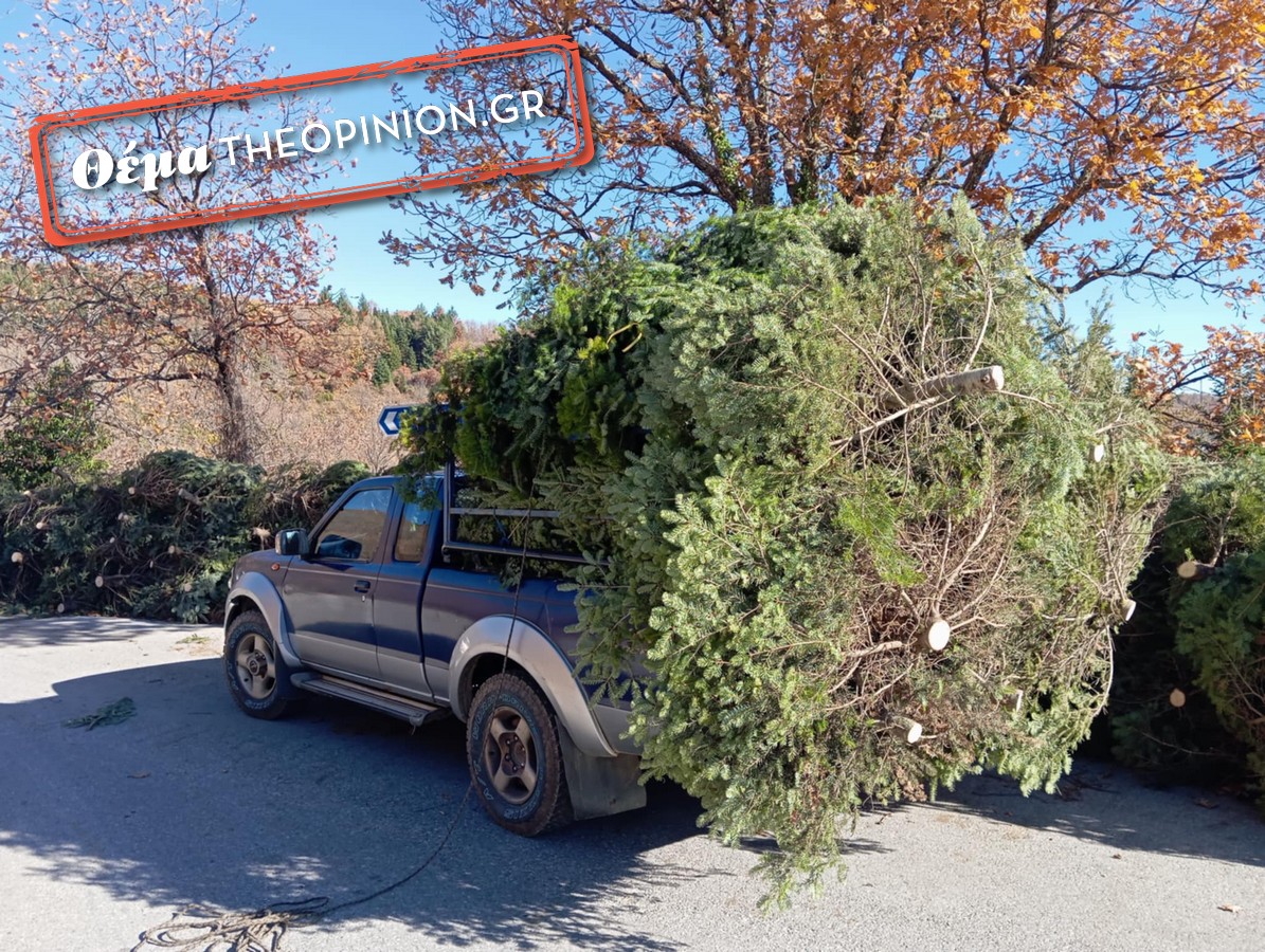 «Τσιμπημένες» οι τιμές φέτος στα φυσικά χριστουγεννιάτικα έλατα