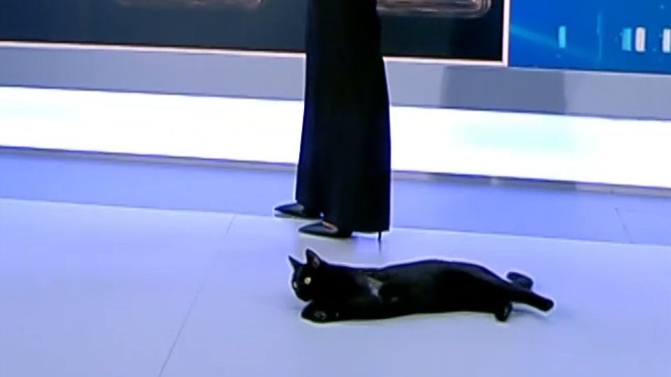 Μαύρος γάτος έκανε… εισβολή στο πλατό του ΣΚΑΪ για να αράξει (ΦΩΤΟ+VIDEO)