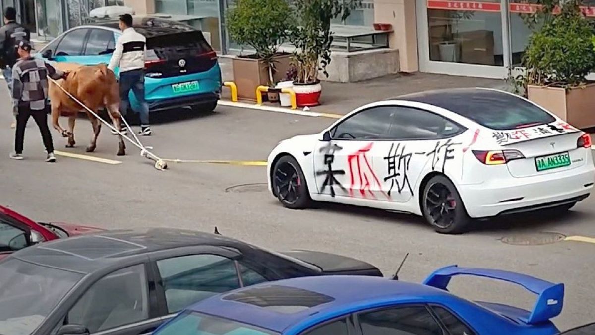 Απίστευτο βίντεο: Οδηγός ρυμουλκεί το Tesla του…με ένα βόδι – Τι συνέβη (VIDEO)