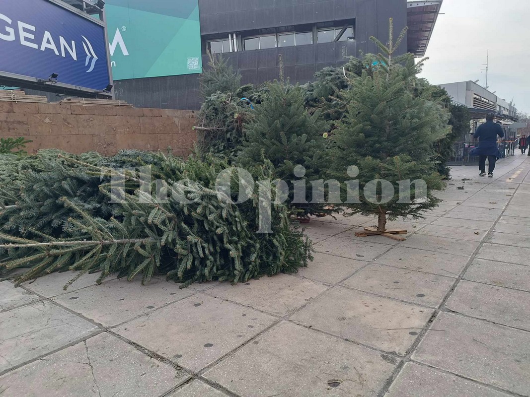 Ένα «δάσος» έξω από τη ΔΕΘ – Πόσο θα κοστίσει το Χριστουγεννιάτικο έλατο φέτος (ΦΩΤΟ)