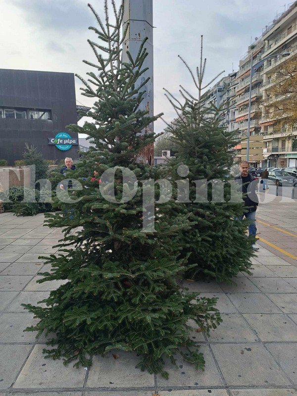 Τα έλατα του Ταξιάρχη: Η μαγεία της Χαλκιδικής που “στολίζει” τα Χριστούγεννα σε Ελλάδα και Εξωτερικό