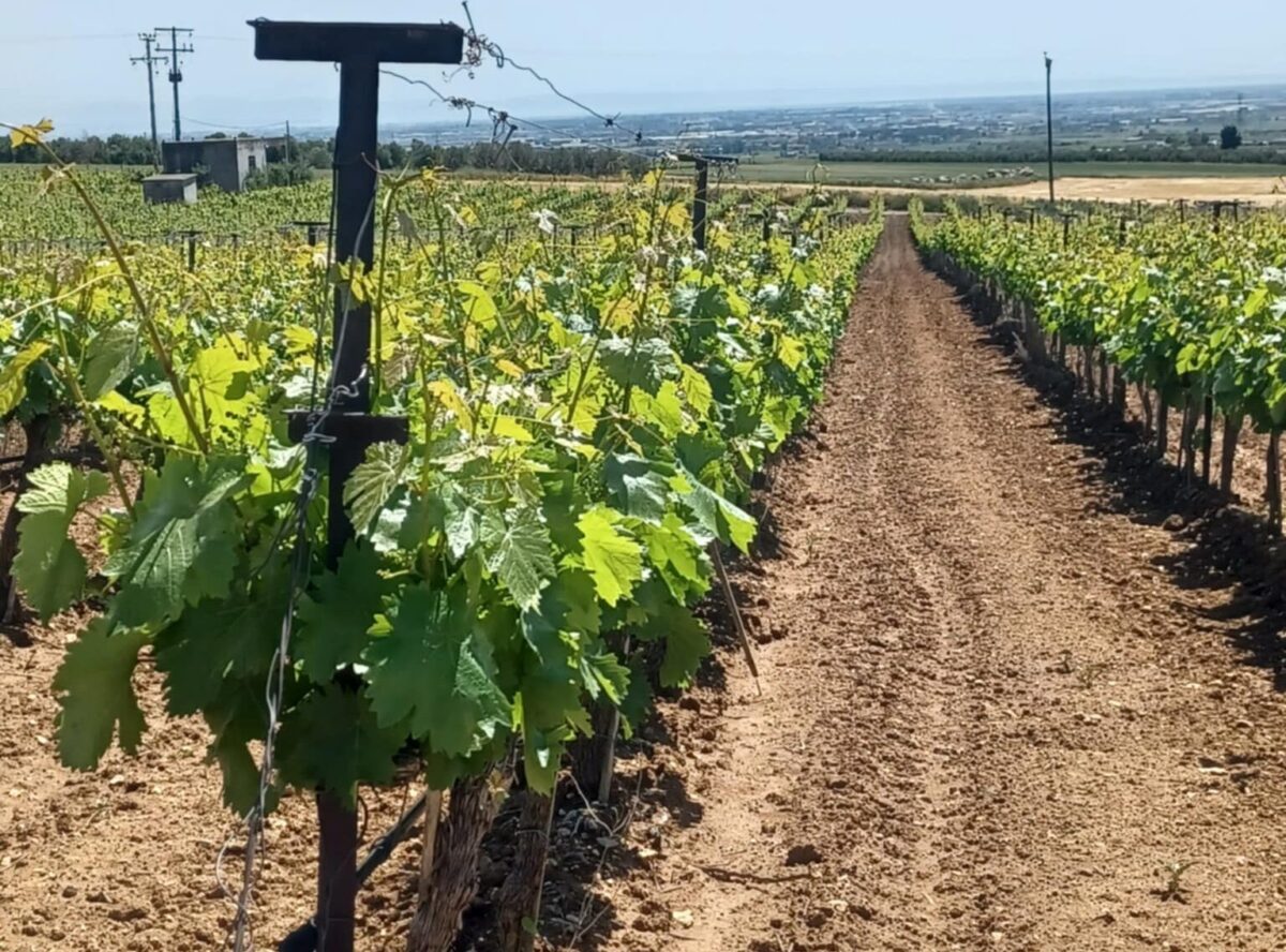 Δήμος Χαλκηδόνος: Σε τροχιά υλοποίησης η κατασκευή αρδευτικού δικτύου στη Νέα Μεσημβρία