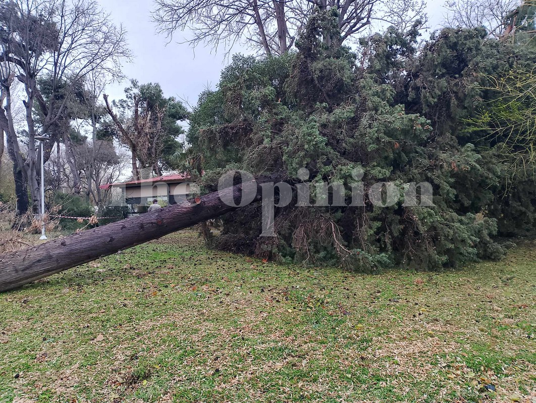 «Καυγάς» στη Θεσσαλονίκη (και) για τα πεσμένα δέντρα…