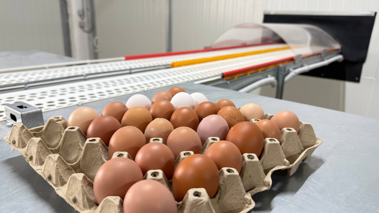 Τελικά πόσο ασφαλή είναι τα ελληνικά αυγά