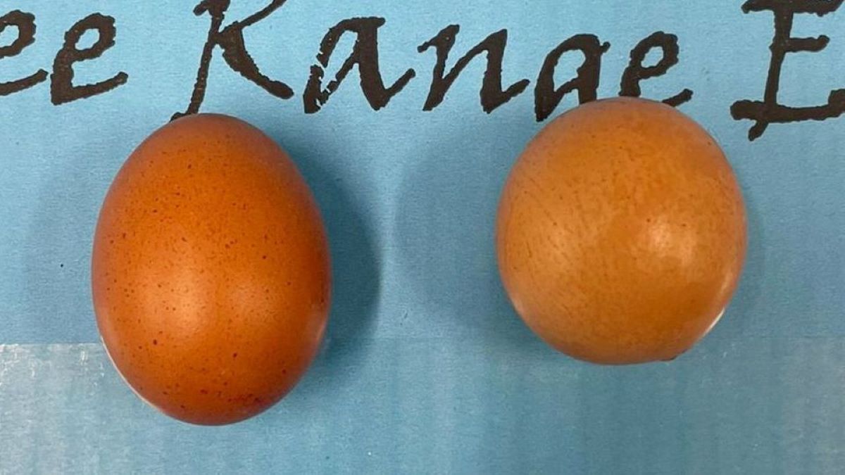 Ολοστρόγγυλο και σπάνιο αβγό βρέθηκε σε φάρμα – «Ζαλίζει» η τιμή του (VIDEO)
