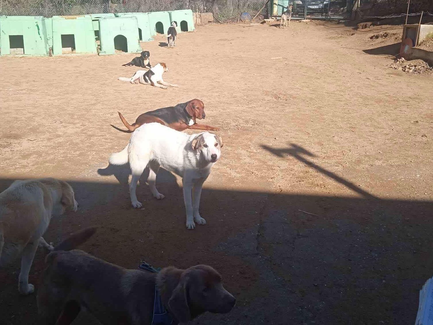 Δήμος Αριστοτέλη: Ολοκληρωμένη διαχείριση αδέσποτων και προώθηση υιοθεσιών