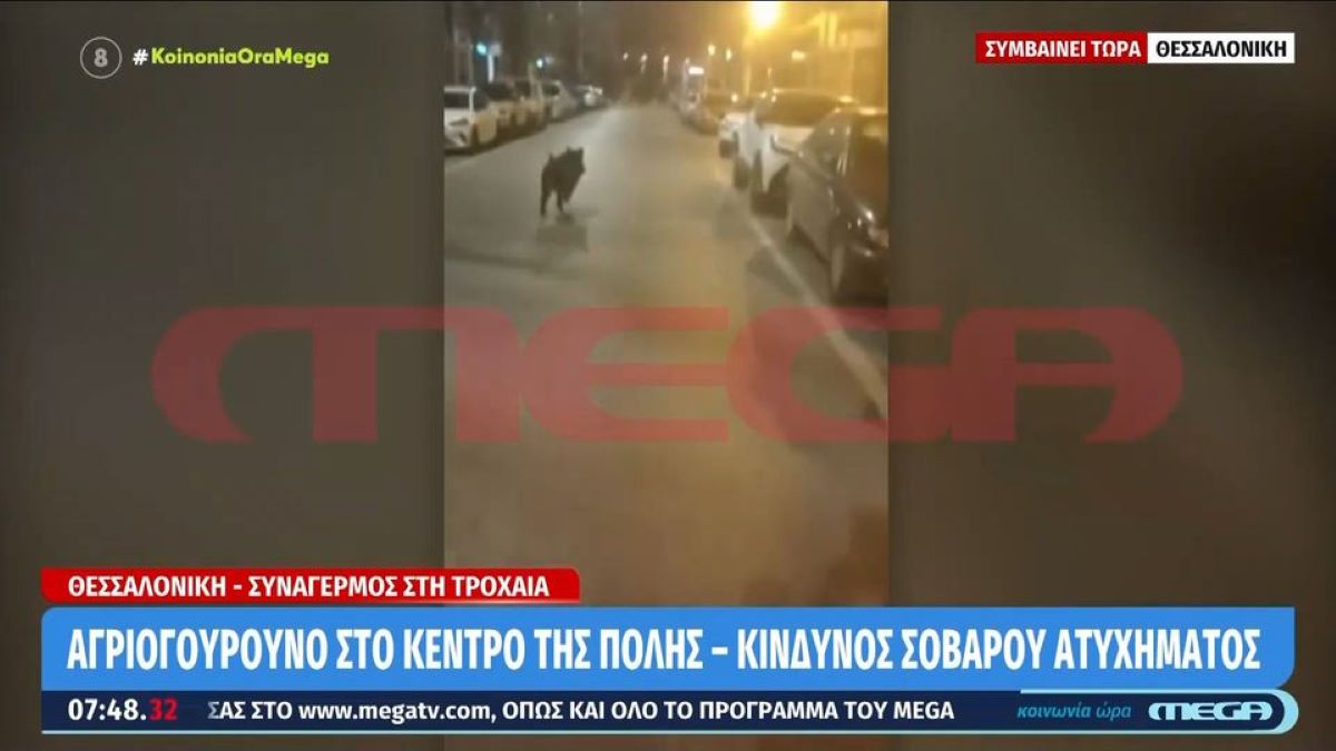 Θεσσαλονίκη: Αγριογούρουνο «κόβει» βόλτες στην Ίωνος Δραγούμη (VIDEO)