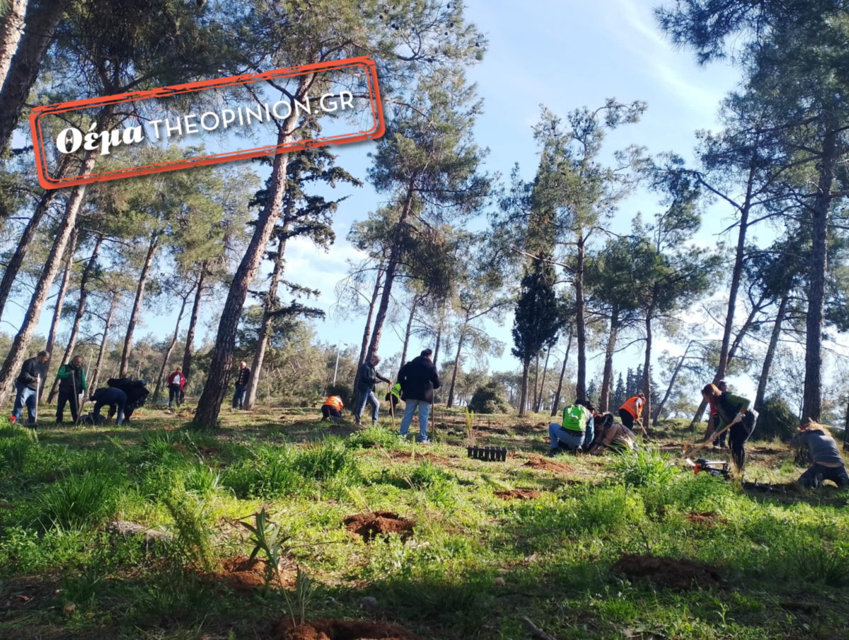 «Πρασινίζει» η Θεσσαλονίκη – 13.000 νέα δέντρα σε 14 μήνες