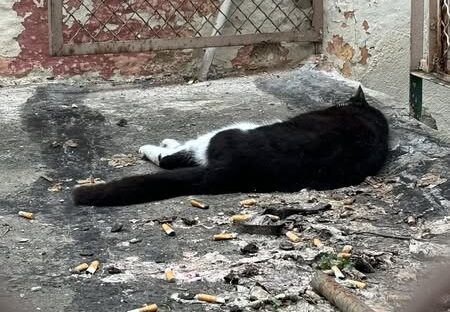 Νεκρές 16 γάτες στην Άνω Τούμπα – Υποβλήθηκε μήνυση κατ’ αγνώστων