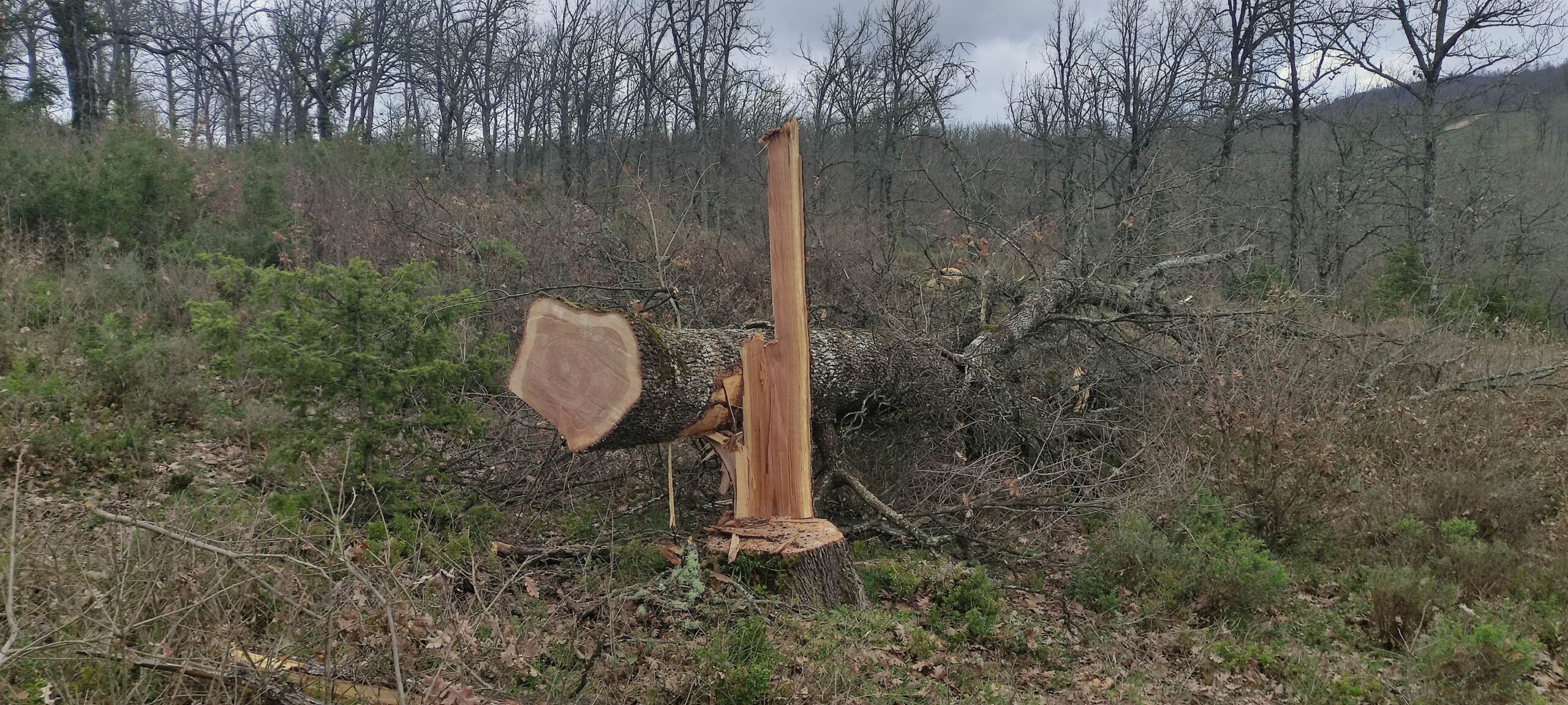 Αρέθουσα Θεσσαλονίκης: Προφυλακιστέος ο 33χρονος για υπόθεση παράνομης υλοτομίας