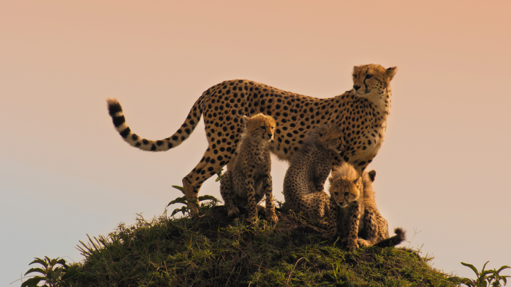 Mammals: Σειρά ντοκιμαντέρ του BBC σε Α’ Τηλεοπτική Μετάδοση