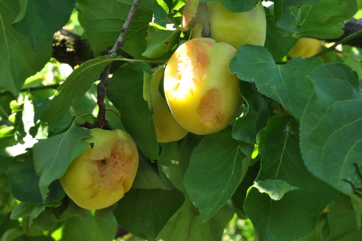 Λαγκαδάς: Σοβαρές ζημιές σε καλλιέργειες από τον παγετό – Σε απόγνωση οι αγρότες