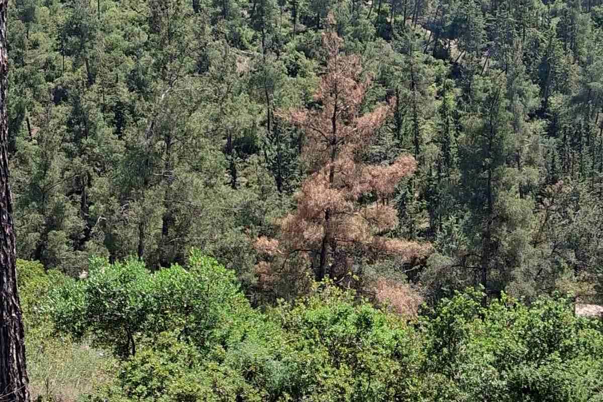 Φλοιοφάγος απειλεί ξανά το Σέιχ Σου – Το καμπανάκι κινδύνου του Δανιηλίδη (ΦΩΤΟ)