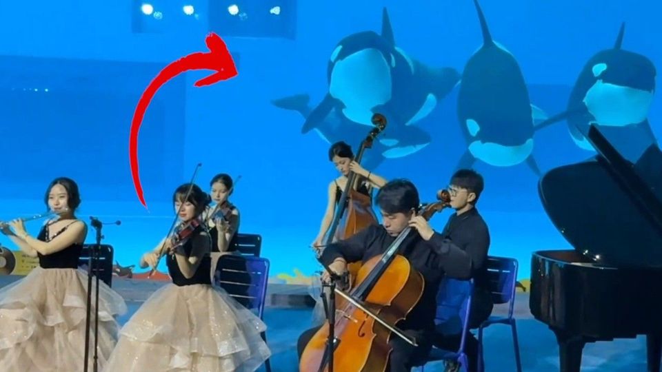 Φάλαινες που μαγεύονται με… κλασική μουσική (VIDEO)