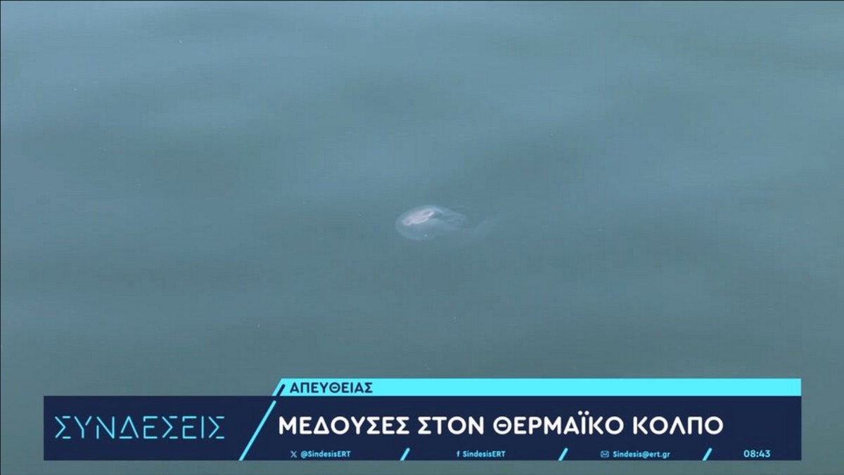 Οι μέδουσες του Φεγγαριού «κατέκλεισαν» τον Θερμαϊκό κόλπο (VIDEO)