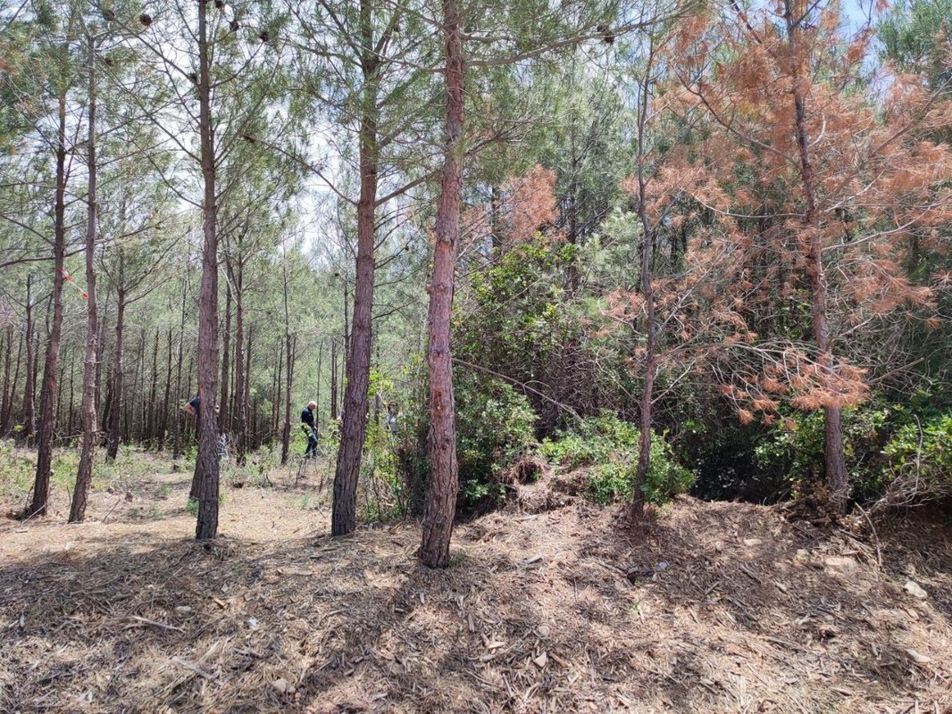 Αυτοψία στο Σέιχ Σου από ΑΠΘ και Δασαρχείο Θεσσαλονίκης