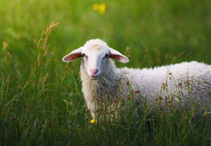 Συλλήψεις για παραβίαση των μέτρων βιοασφάλειας για την ευλογιά των αιγοπροβάτων