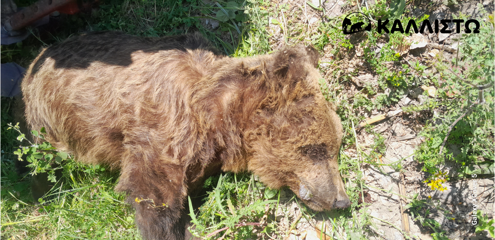 Νεκρή αρκούδα εντοπίστηκε στους Αμπελόκηπους Καστοριάς