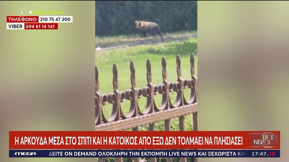 Καστοριά: Αρκούδα έκανε… κατάληψη έξω από σπίτι (VIDEO)