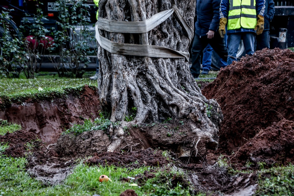ΑΒΑΞ-ΜΕΤΚΑ: Δενδροφυτεύσεις και δράσεις περιβαλλοντικής αναβάθμισης από τους αναδόχους του FlyOver