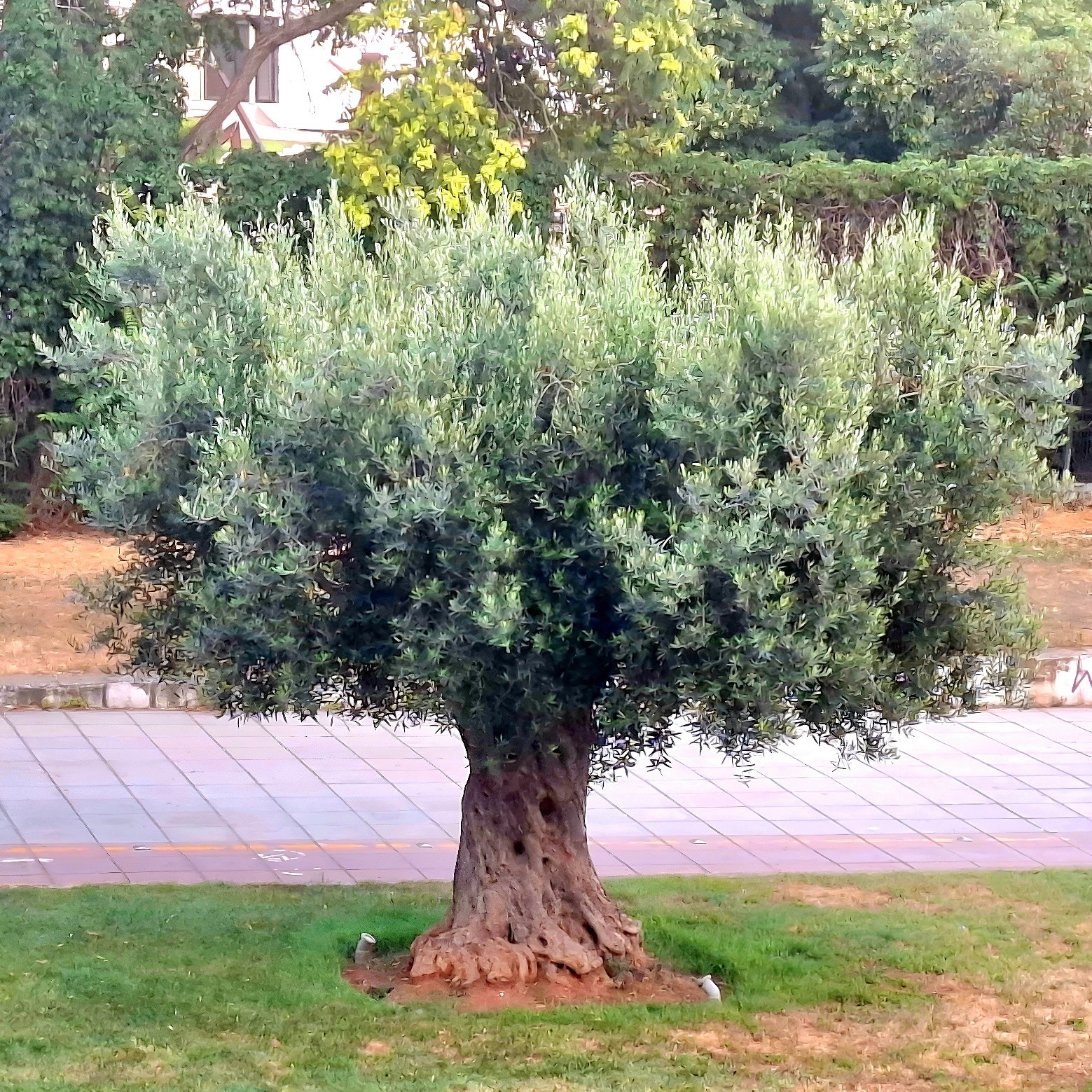 Ελιές στον αστικό ιστό: Τοπόσημο ή Βιοκλιματική Αστοχία;