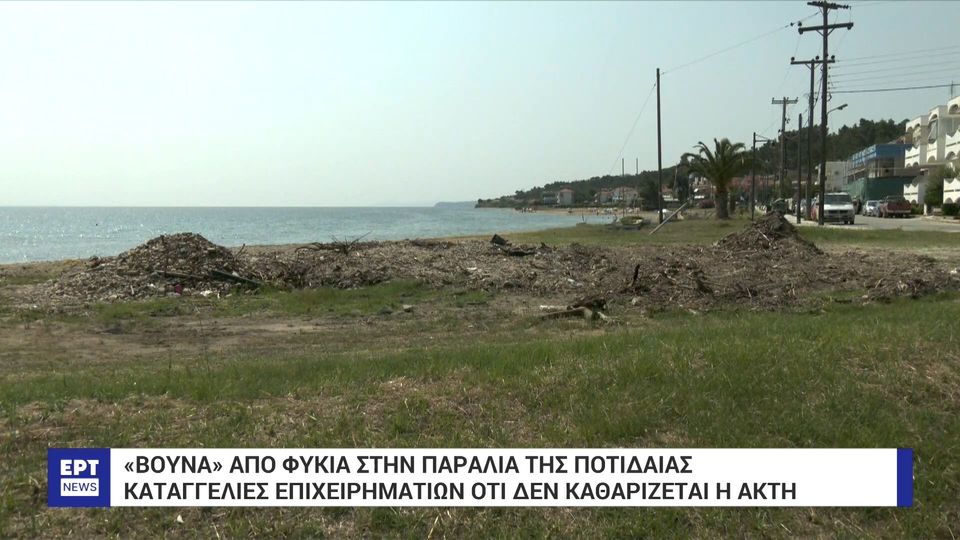 Χαλκιδική: «Λόφοι» από φύκια ανάμεσα στις ξαπλώστρες στην παραλία της Ποτίδαιας (VIDEO)