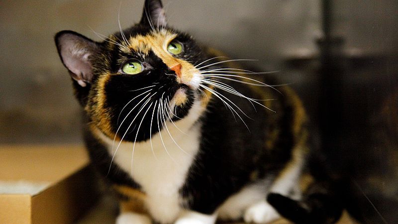 5+1 τροφές που είναι τοξικές για τη γάτα σας