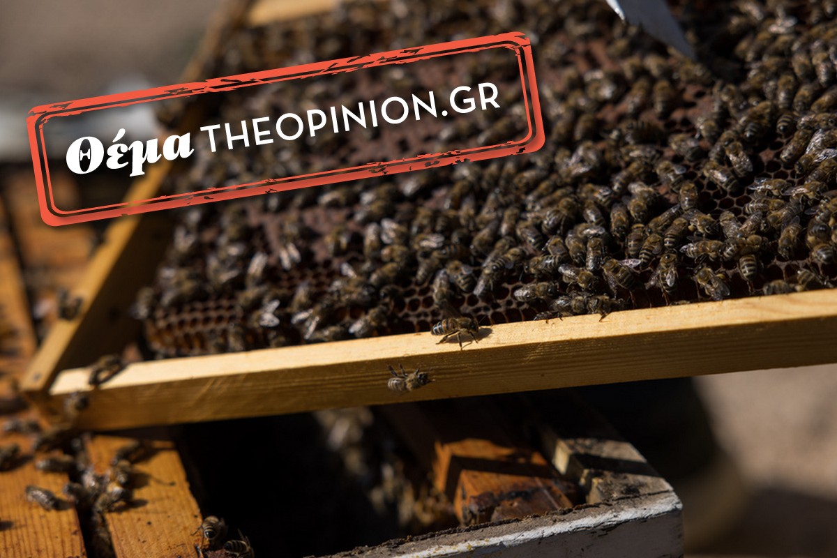ΟΠΕΚΕΠΕ-Βιολογική Μελισσοκομία: “Πάγος” στις πληρωμές – Τι ψάχνουν οι αρχές, τι καταγγέλλουν οι μελισσοκόμοι