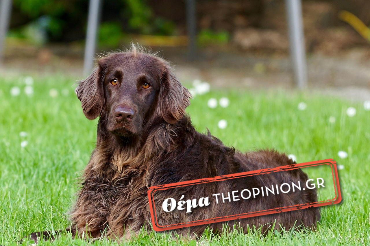 Όταν το κατοικίδιo σου κινδυνεύει – Μαθήματα πρώτων βοηθειών για σκύλους στη Θεσσαλονίκη