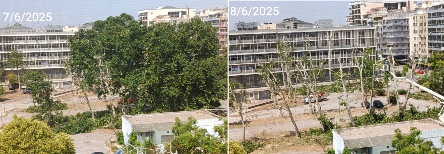 «Περιβαλλοντική βαρβαρότητα στα δικαστήρια – Κατακρεούργησαν τα πλατάνια Ιούνιο»
