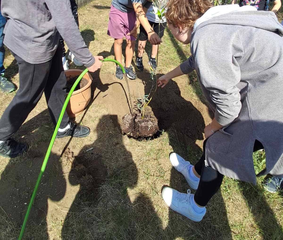 Γέμισαν με δέντρα τα σχολικά προαύλια του δήμου Βόλβης (ΦΩΤΟ)