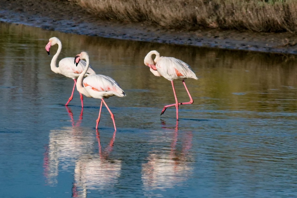 Ποιο ελληνικό νησί συμμετέχει στην παγκόσμια έκθεση Birdfair 2025 στην Αγγλία