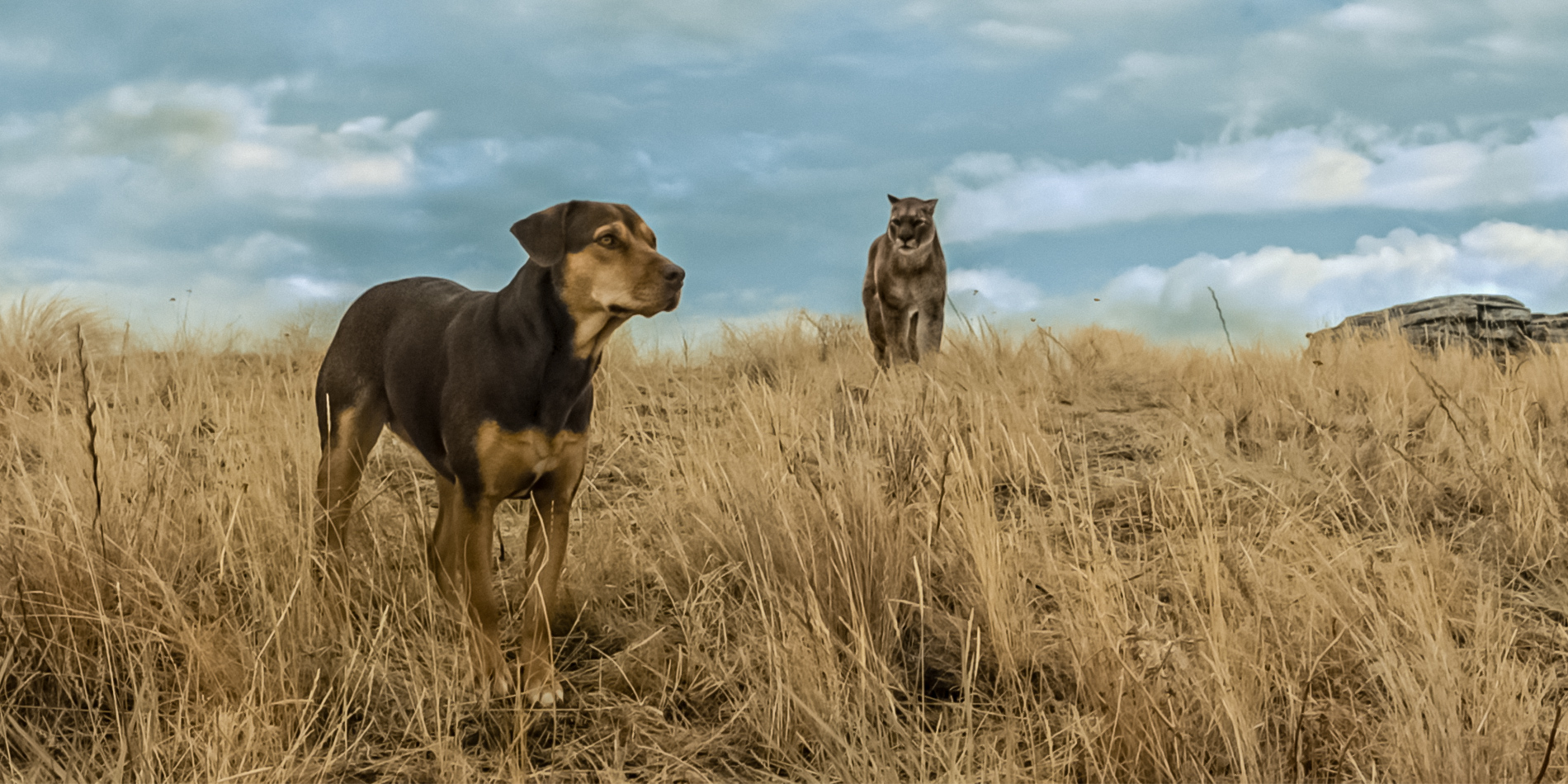 «Ζώα και συναισθήματα»: Το νέο αφιέρωμα του ERTFLIX